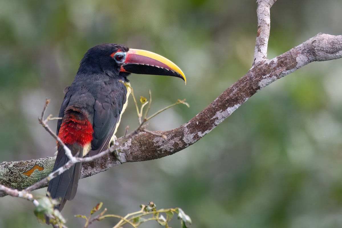 Green Aracari - ML634998165