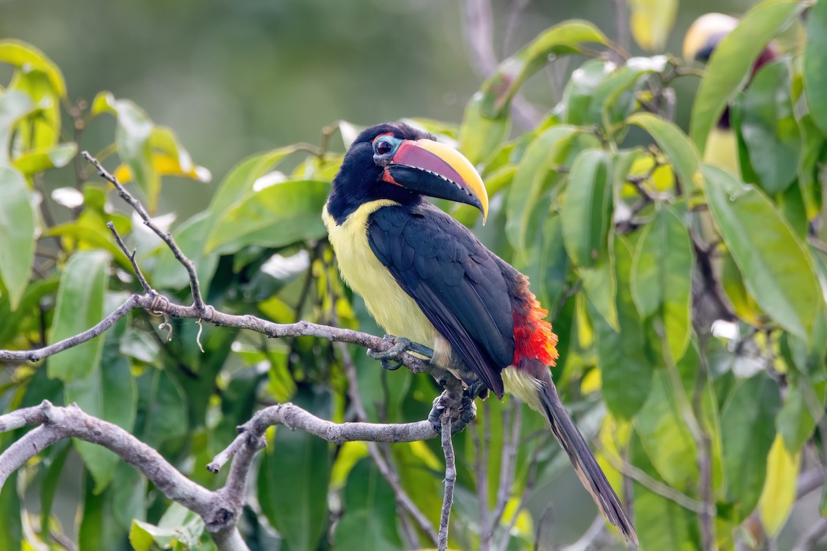 Green Aracari - ML634998166