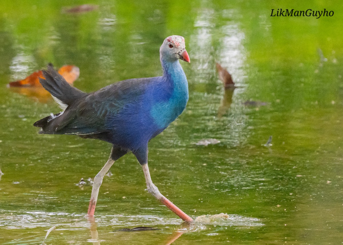 Gray-headed Swamphen - ML634998174