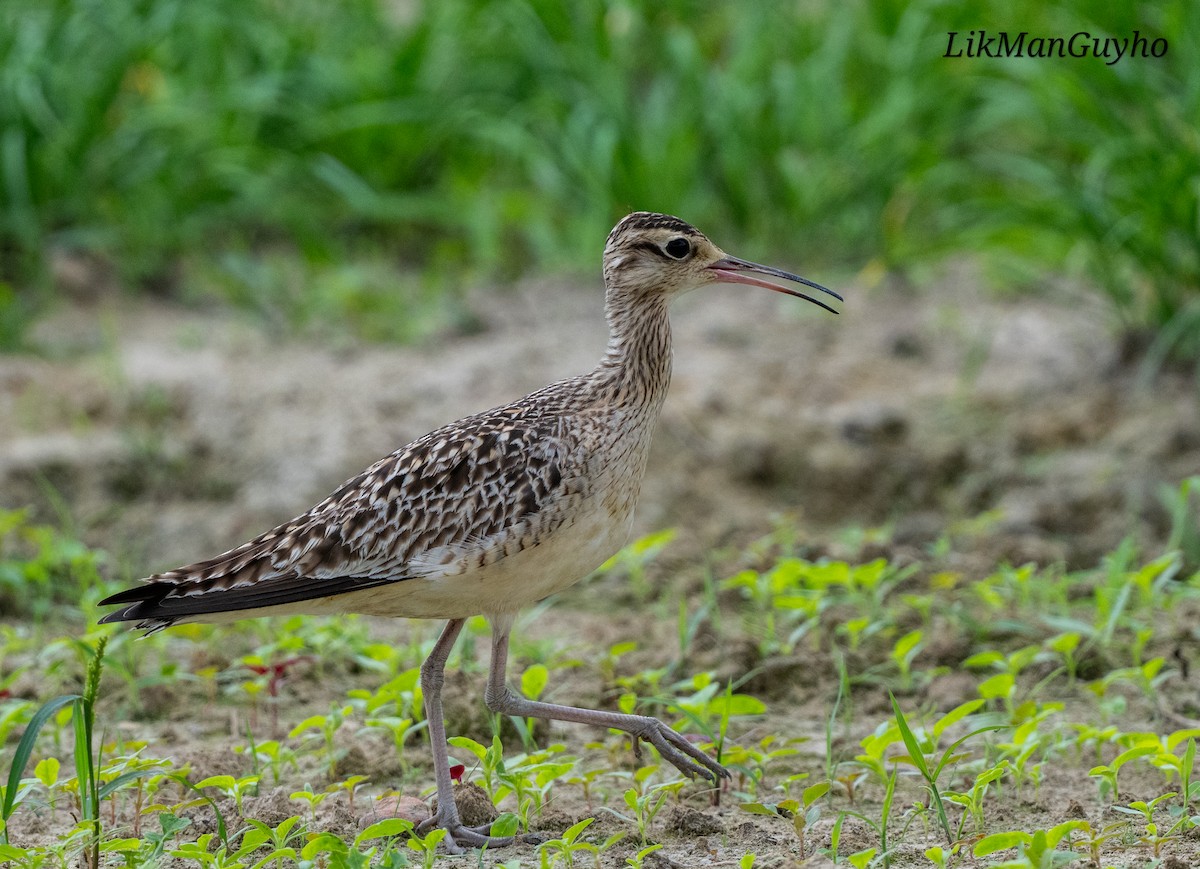 Little Curlew - ML634998188