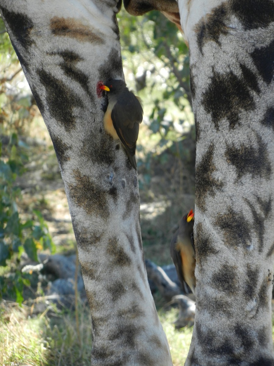Yellow-billed Oxpecker - ML634998195