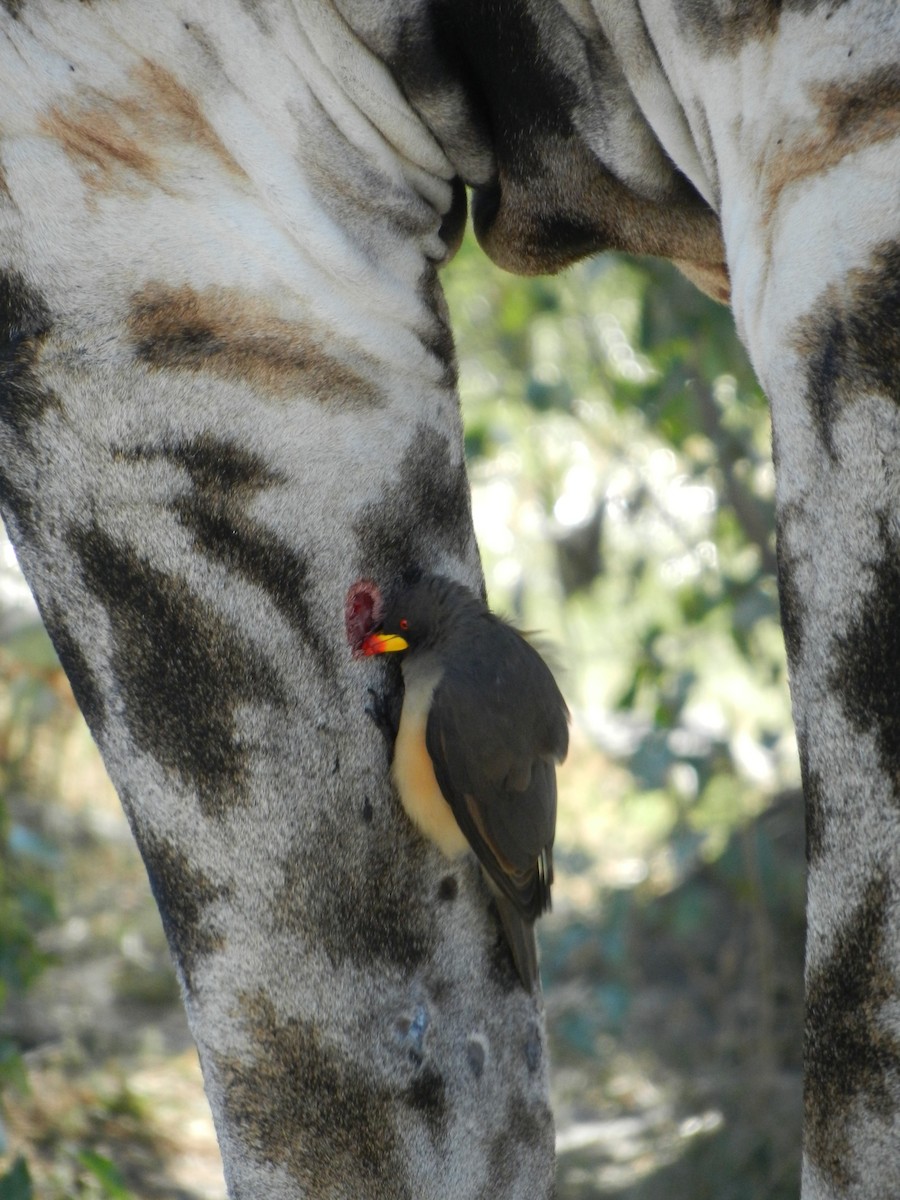 Yellow-billed Oxpecker - ML634998196