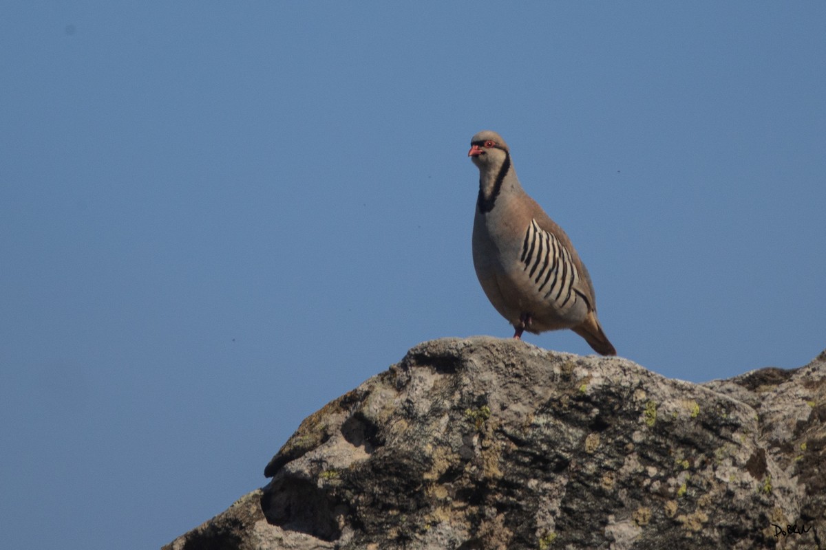 Chukar - ML634998218