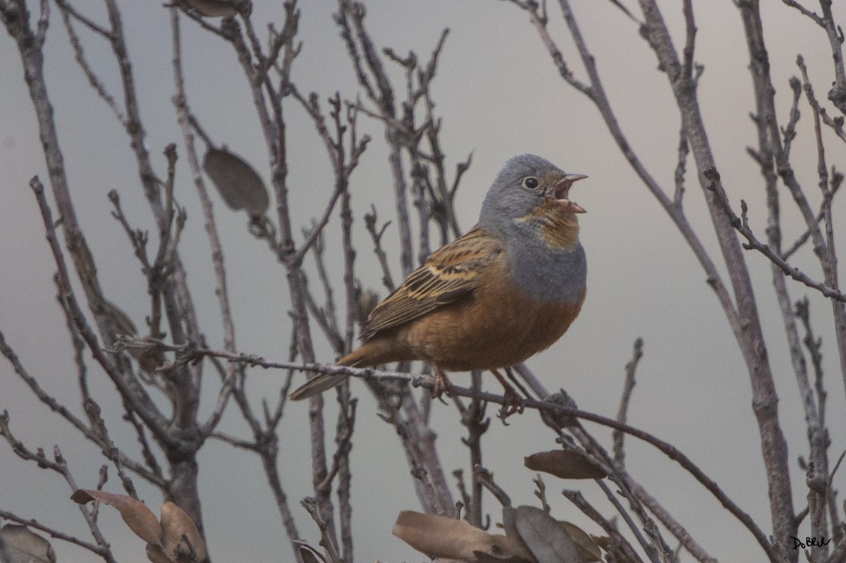 Cretzschmar's Bunting - ML634998224