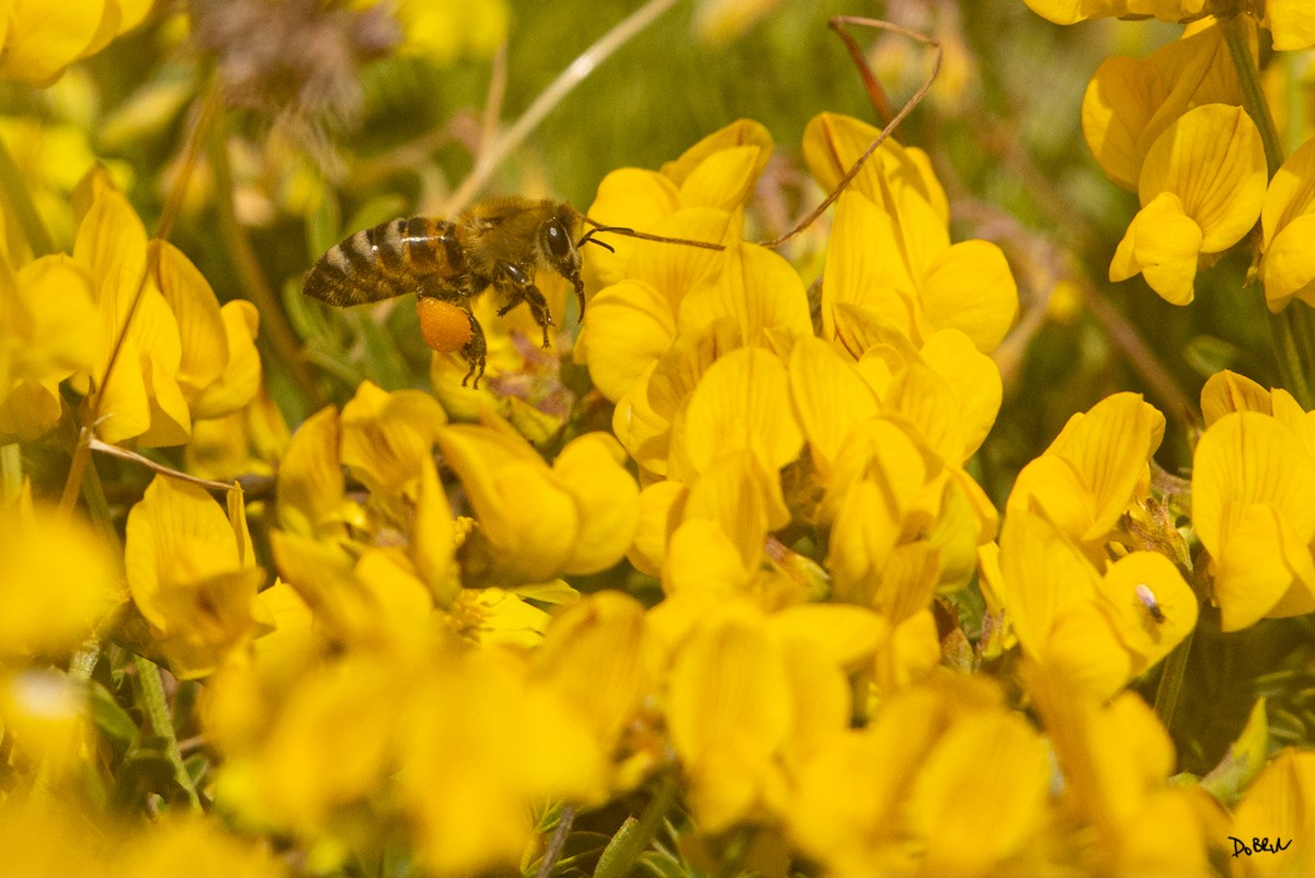 Insects - ML634998230