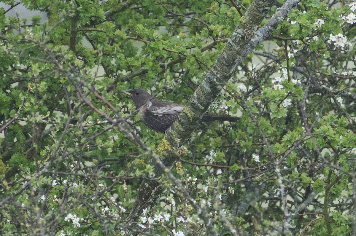 Ring Ouzel - ML634998407