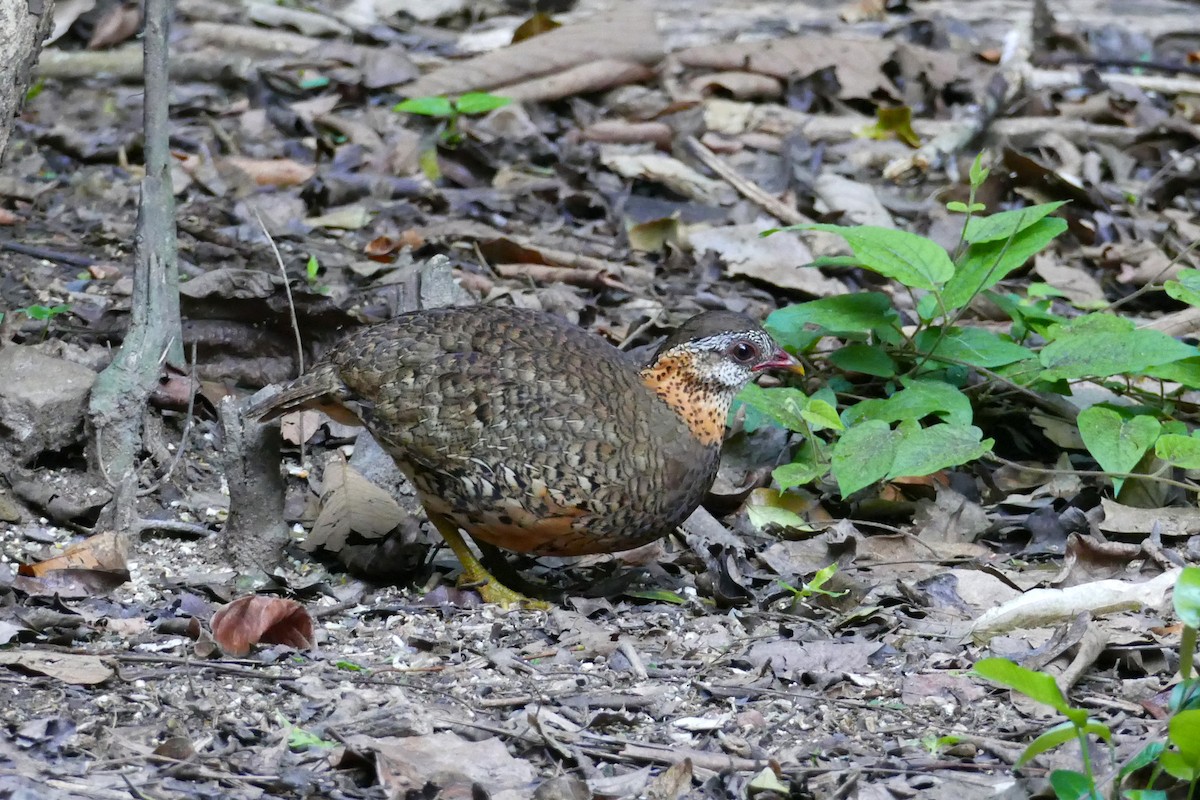 Scaly-breasted Partridge (Green-legged) - ML634998423
