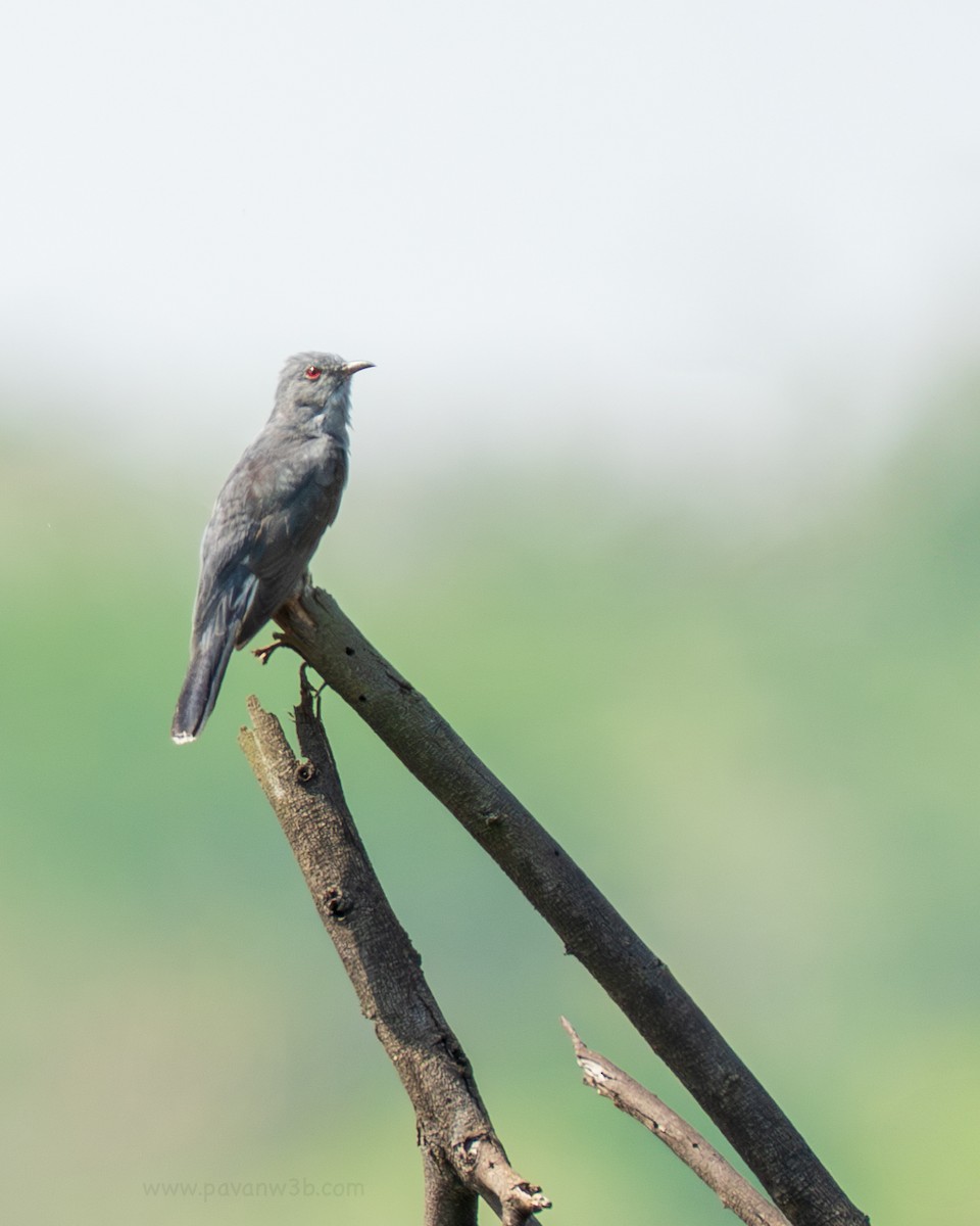 Gray-bellied Cuckoo - ML634998622