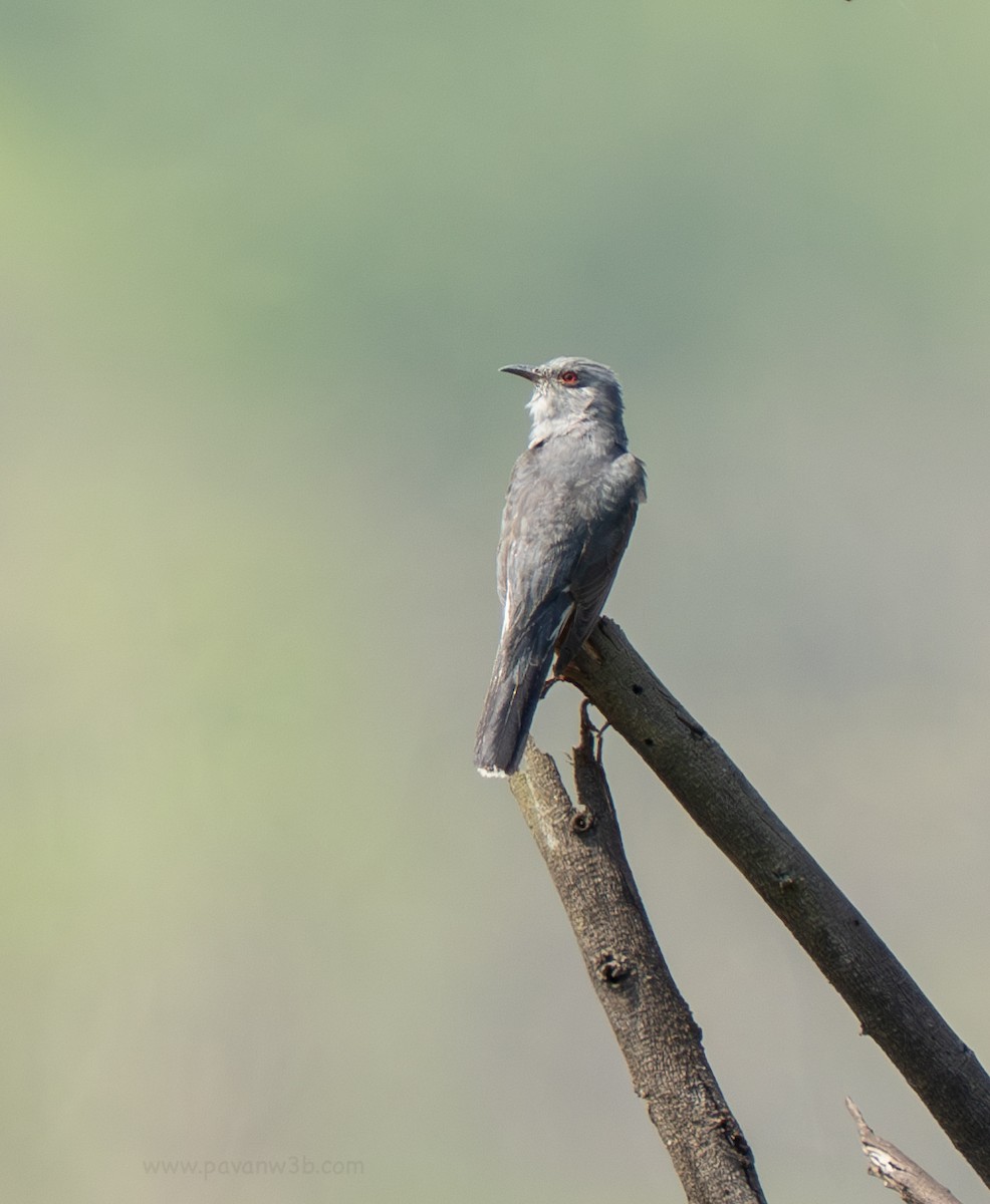 Gray-bellied Cuckoo - ML634998623
