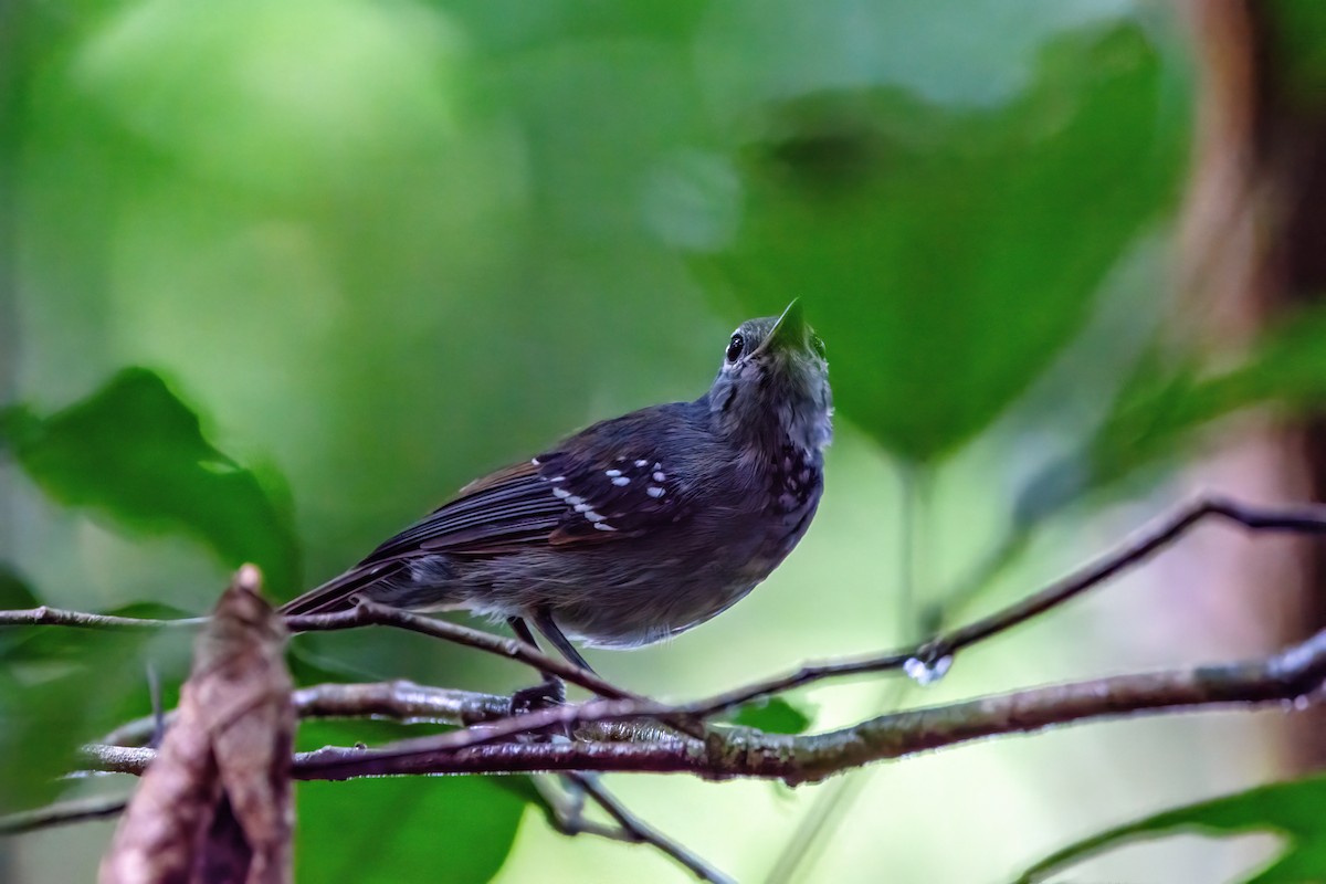 Long-winged Antwren - ML634998694