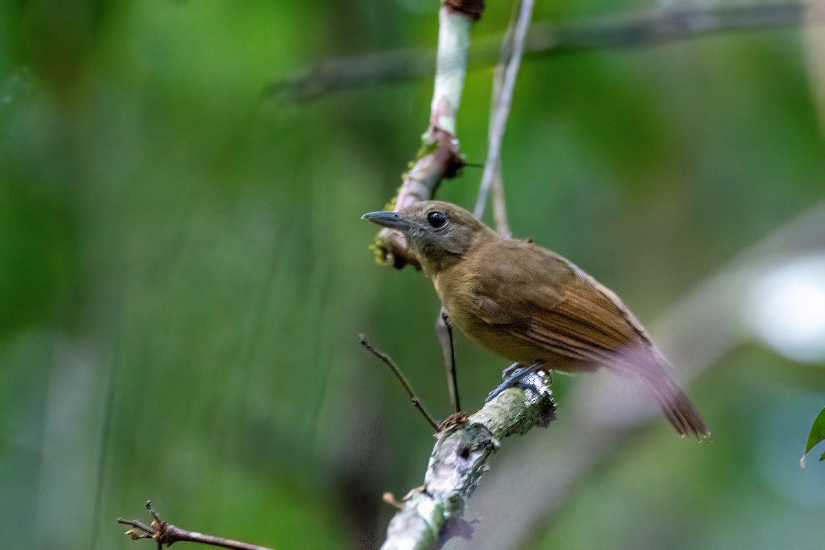 Long-winged Antwren - ML634998709