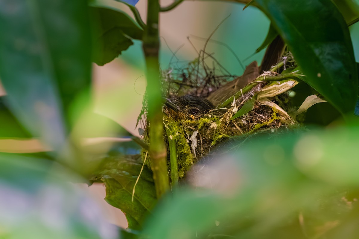 Calabarzon Babbler - ML634998765