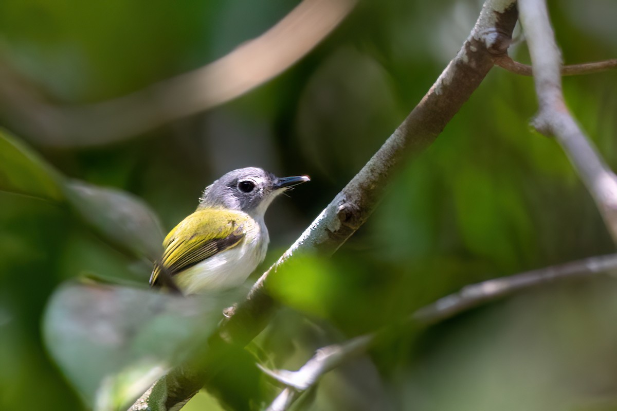 Short-tailed Pygmy-Tyrant - ML634998808