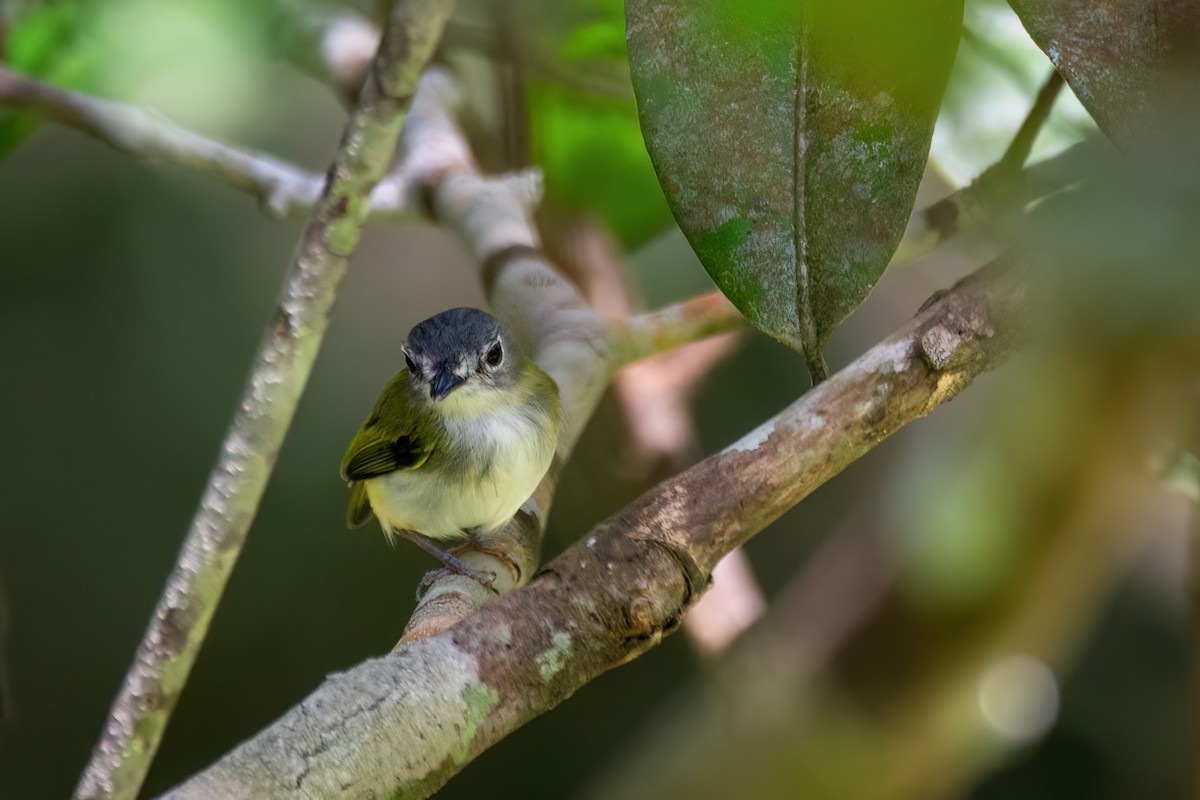 Short-tailed Pygmy-Tyrant - ML634998809