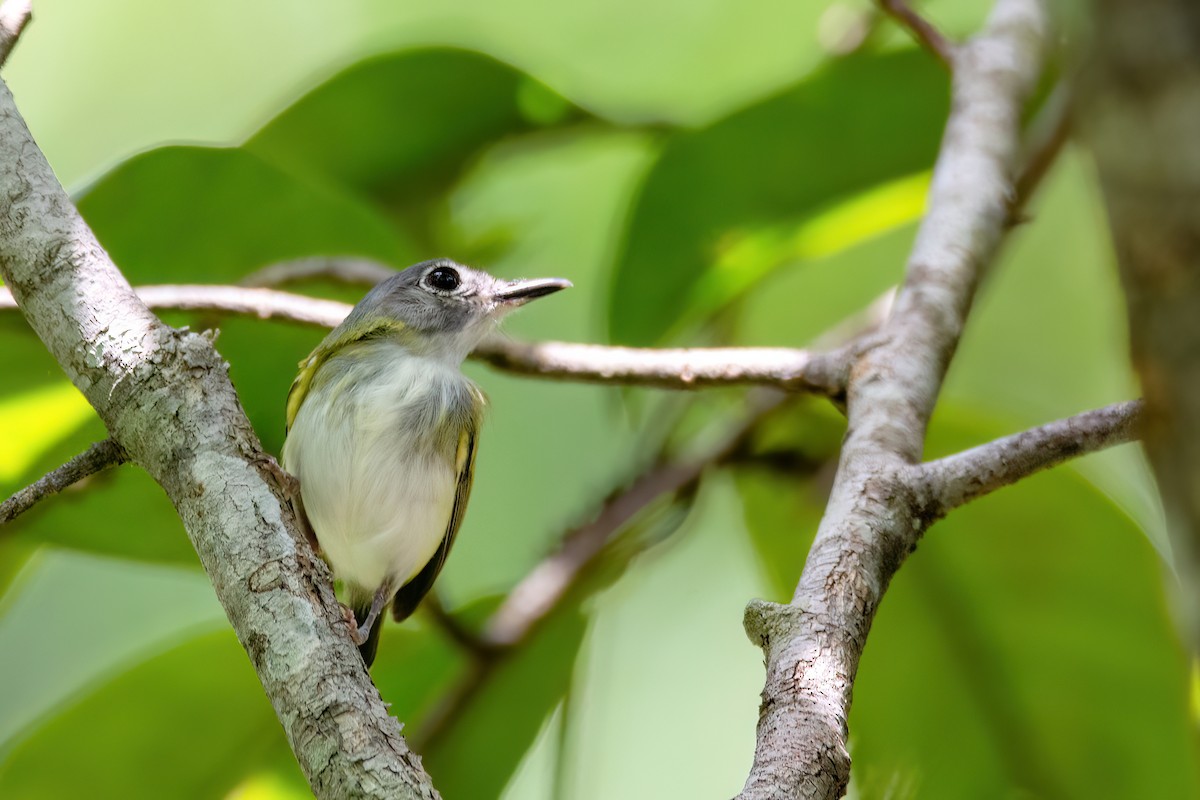 Short-tailed Pygmy-Tyrant - ML634998810