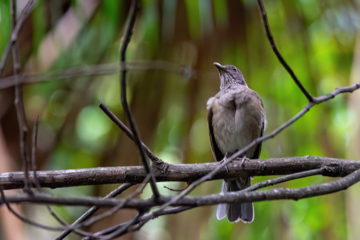Black-billed Thrush - ML634998883