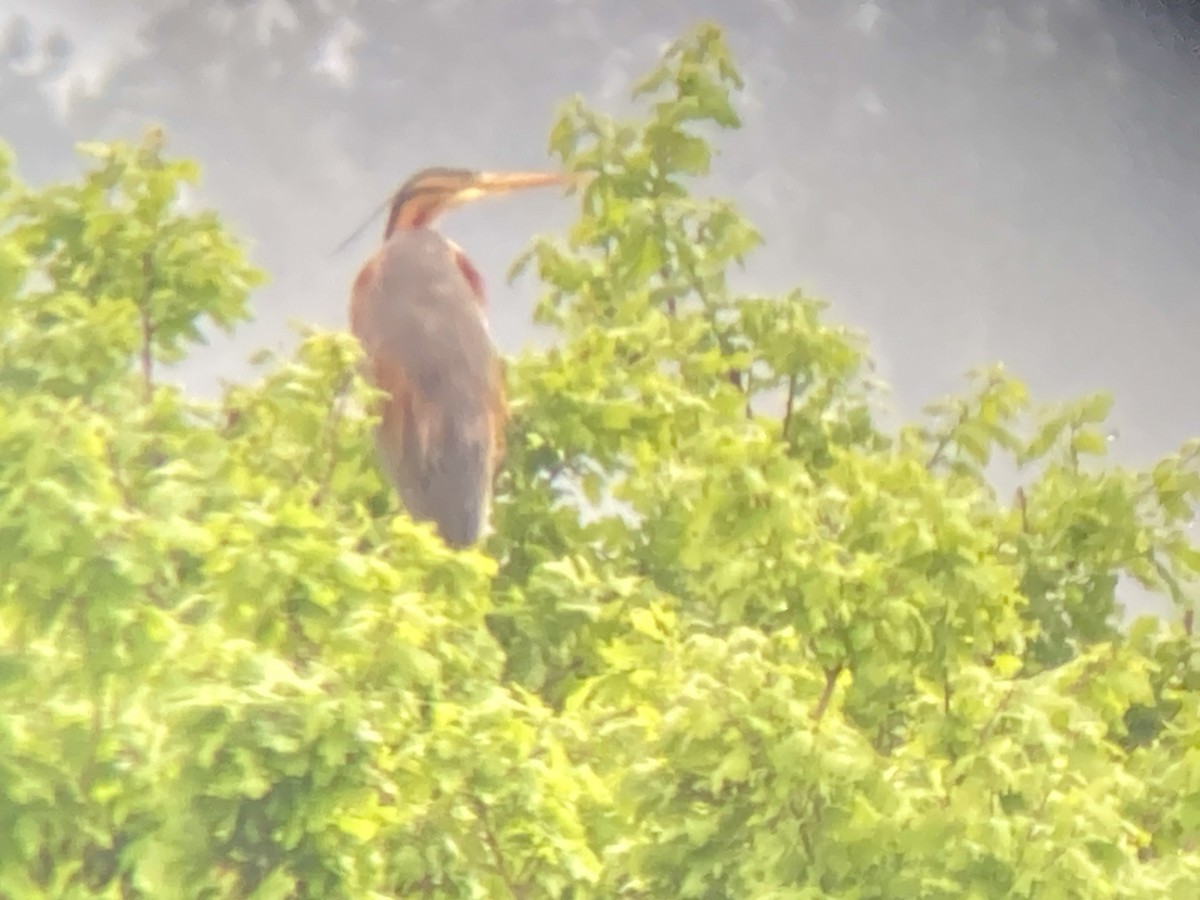 Purple Heron - ML634998919