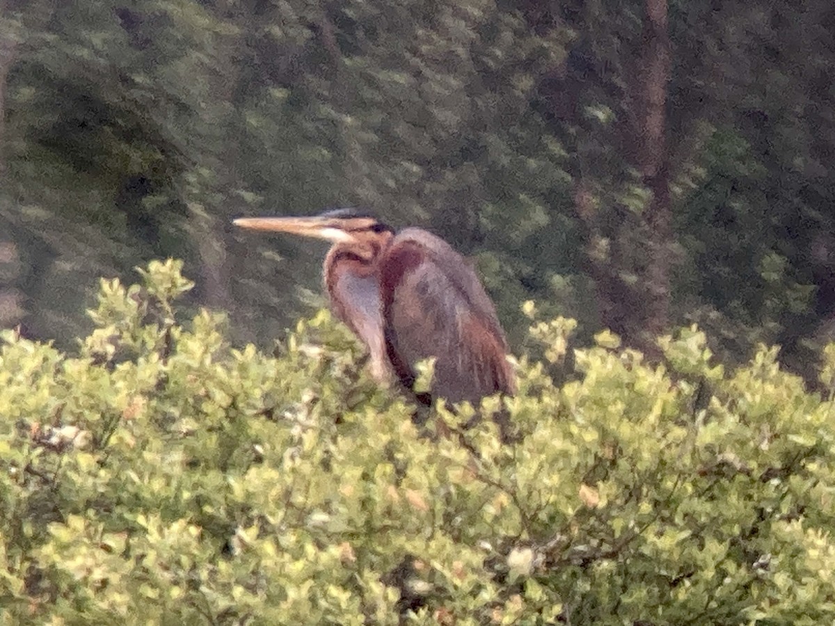 Purple Heron - ML634998920