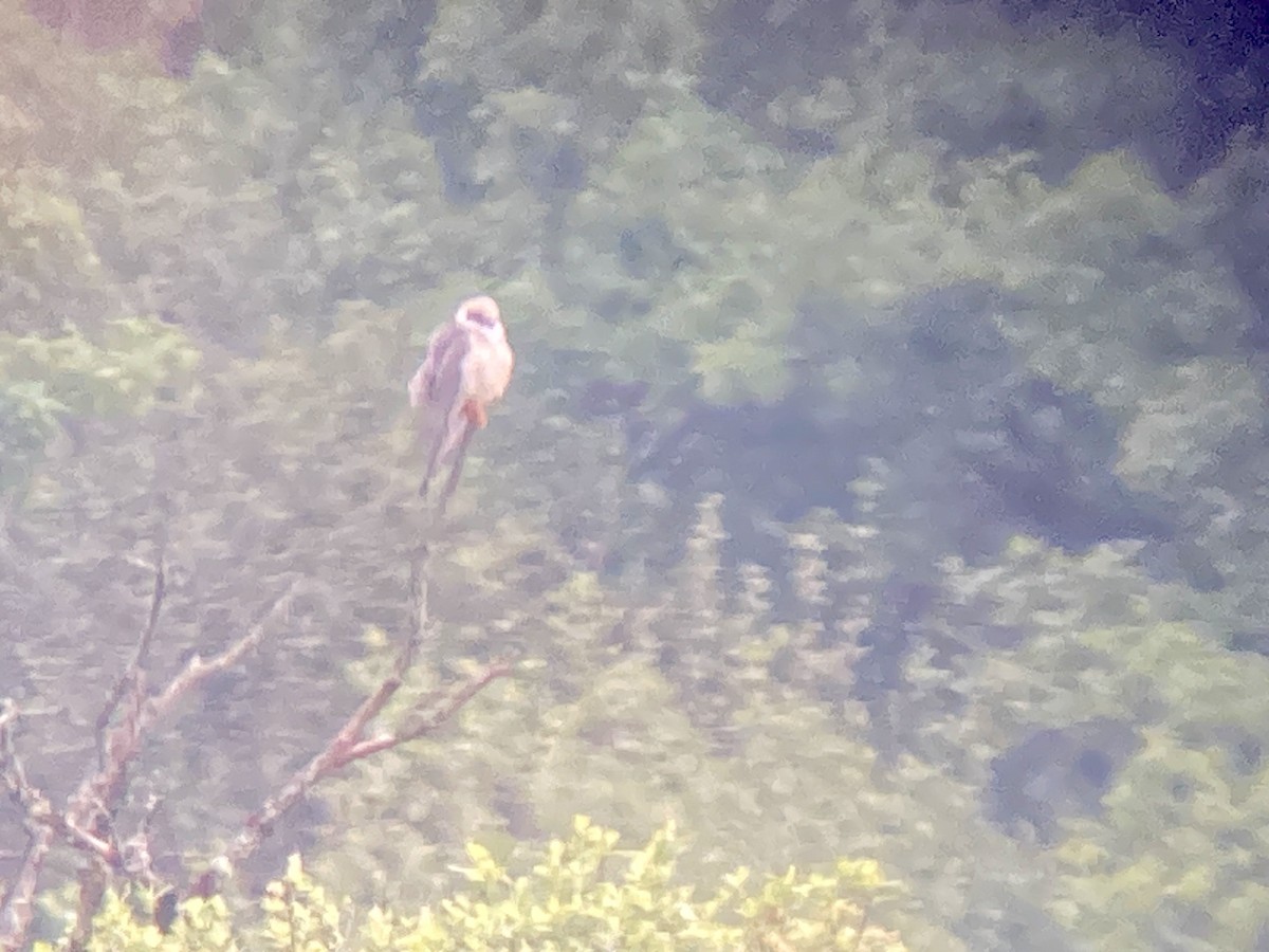 Red-footed Falcon - ML634998928
