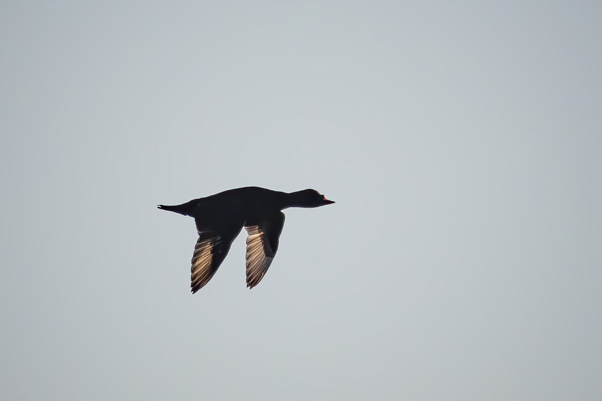 Common Scoter - ML634998963