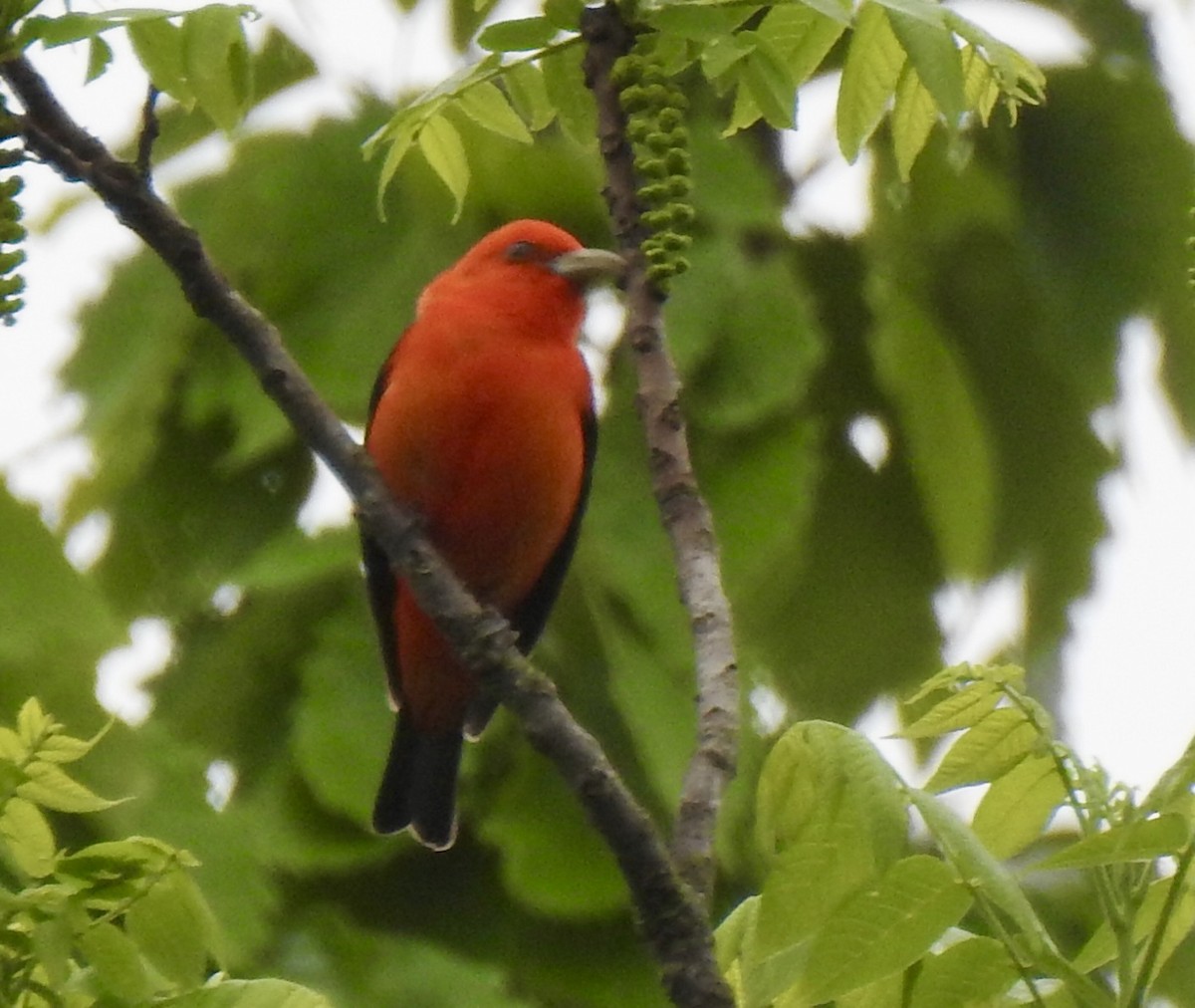 Scarlet Tanager - ML634999089