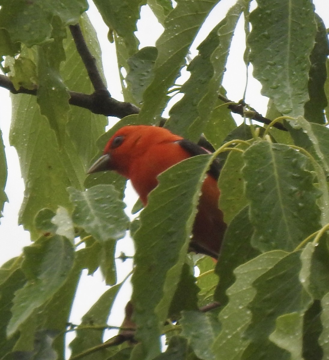 Scarlet Tanager - ML634999093