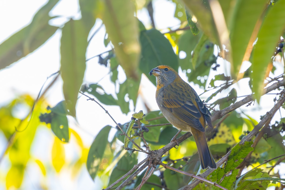 Crimson-browed Finch - ML634999209