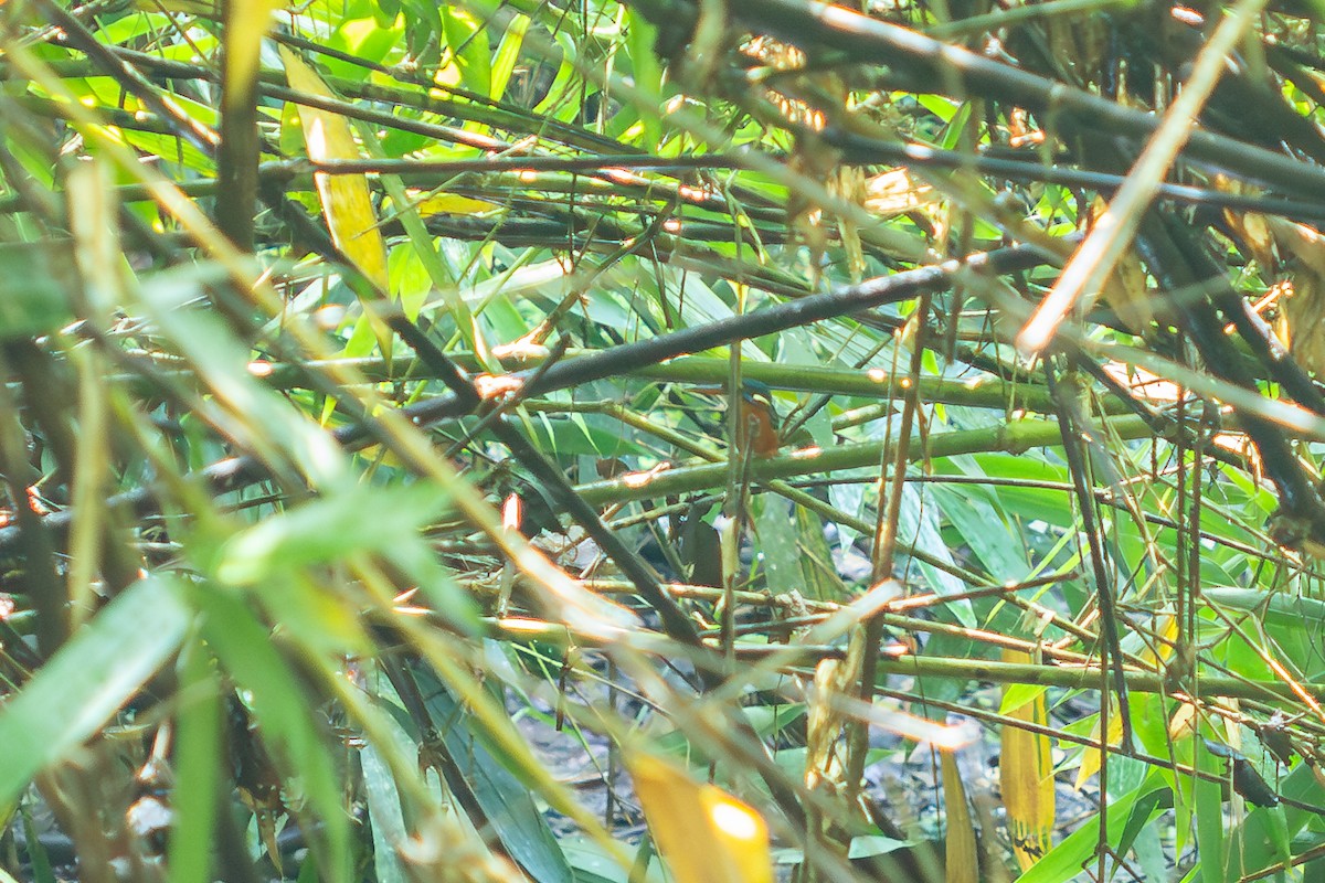 Blue-eared Kingfisher - ML634999303