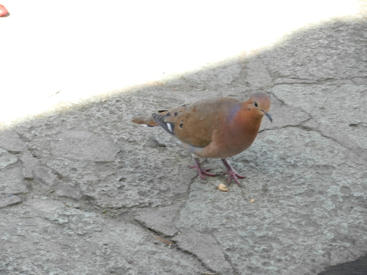 Zenaida Dove - ML634999419