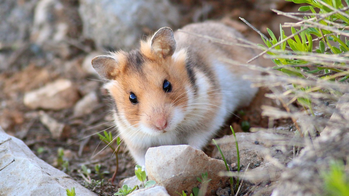 Brandt's hamster - ML634999561