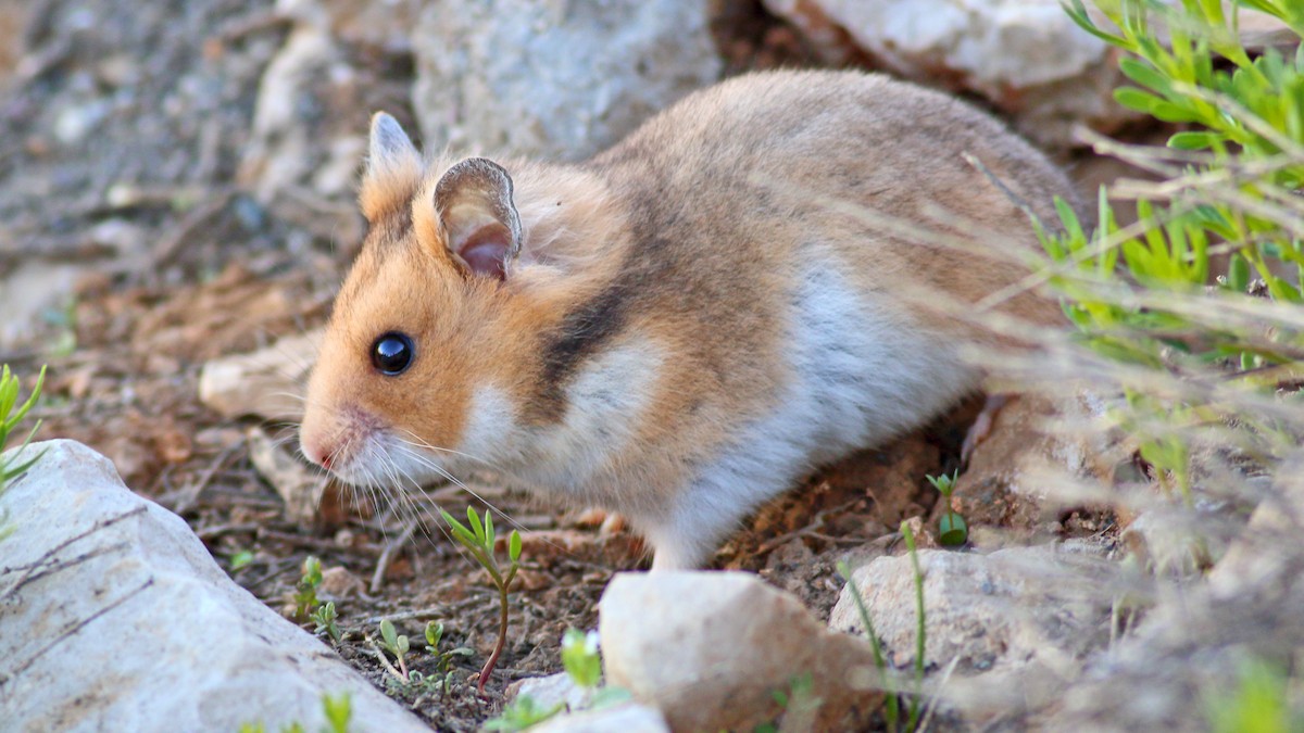 Brandt's hamster - ML634999570