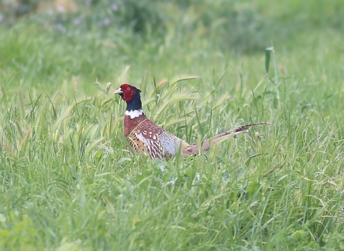 Зэрлэг гургуул - ML634999644