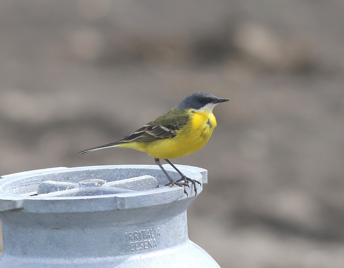 Western Yellow Wagtail (cinereocapilla) - ML634999650