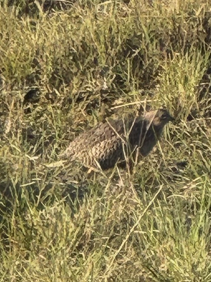 Brown Quail - ML634999680
