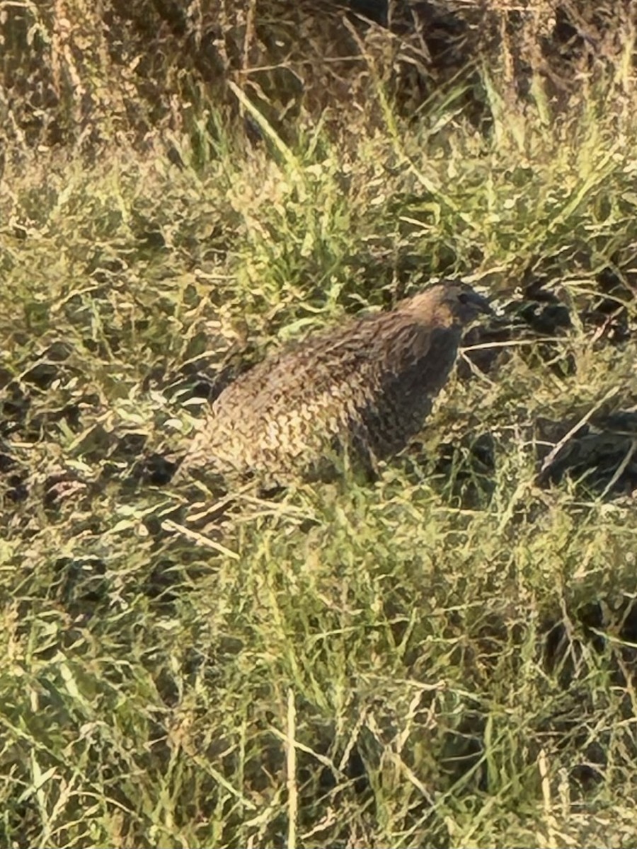 Brown Quail - ML634999681