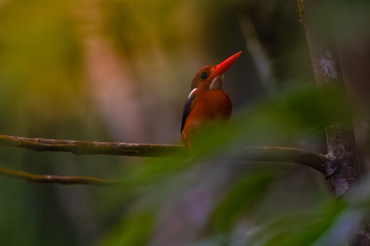 Philippine Dwarf-Kingfisher - ML634999745