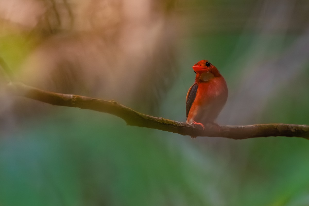 Philippine Dwarf-Kingfisher - ML634999746