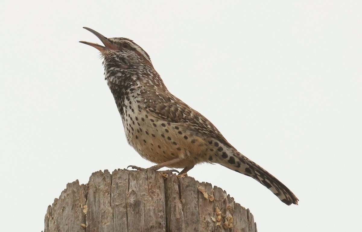 Kaktuszaunkönig - ML634999752