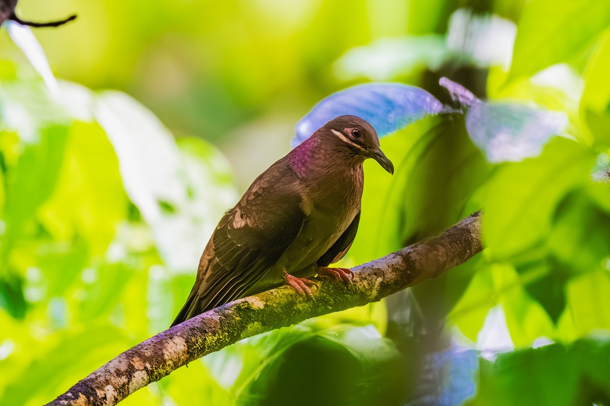 Amethyst Brown-Dove - ML634999815