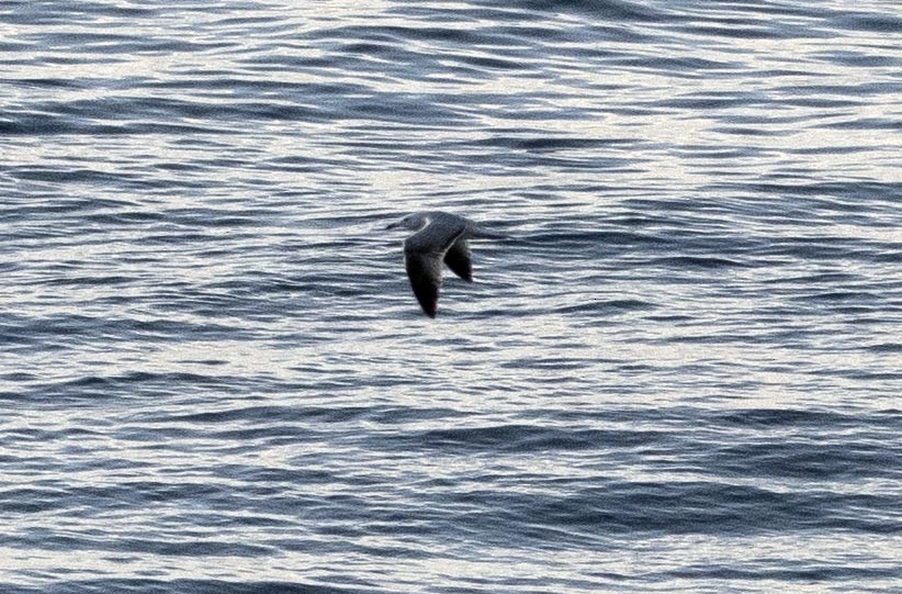 Audouin's Gull - ML634999840