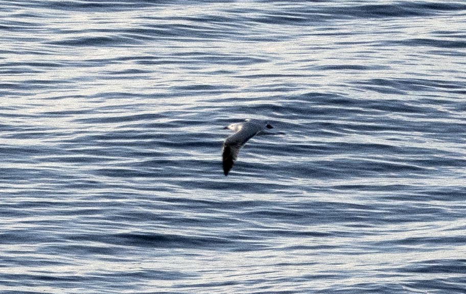 Audouin's Gull - ML634999841