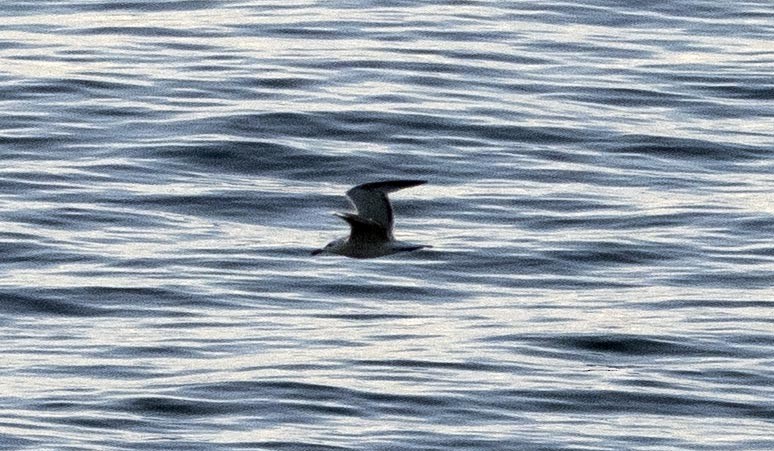 Audouin's Gull - ML634999842