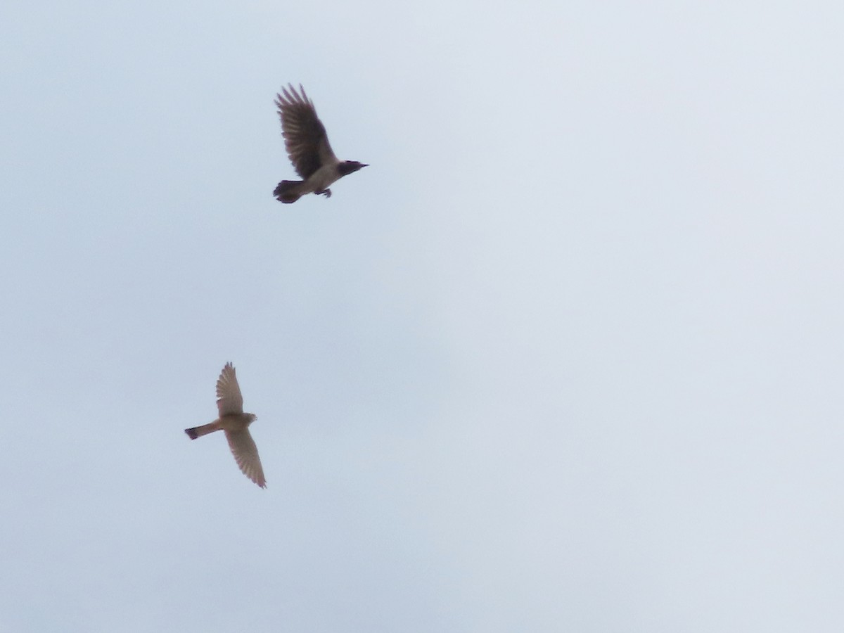 Hooded Crow - ML634999852