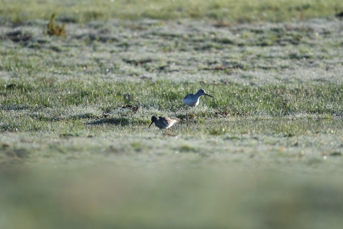 Common Greenshank - ML634999896