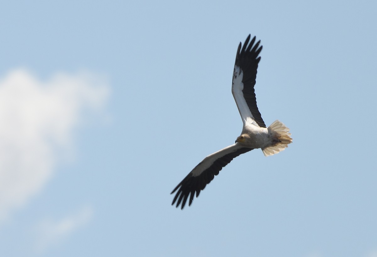 Egyptian Vulture - ML635000123