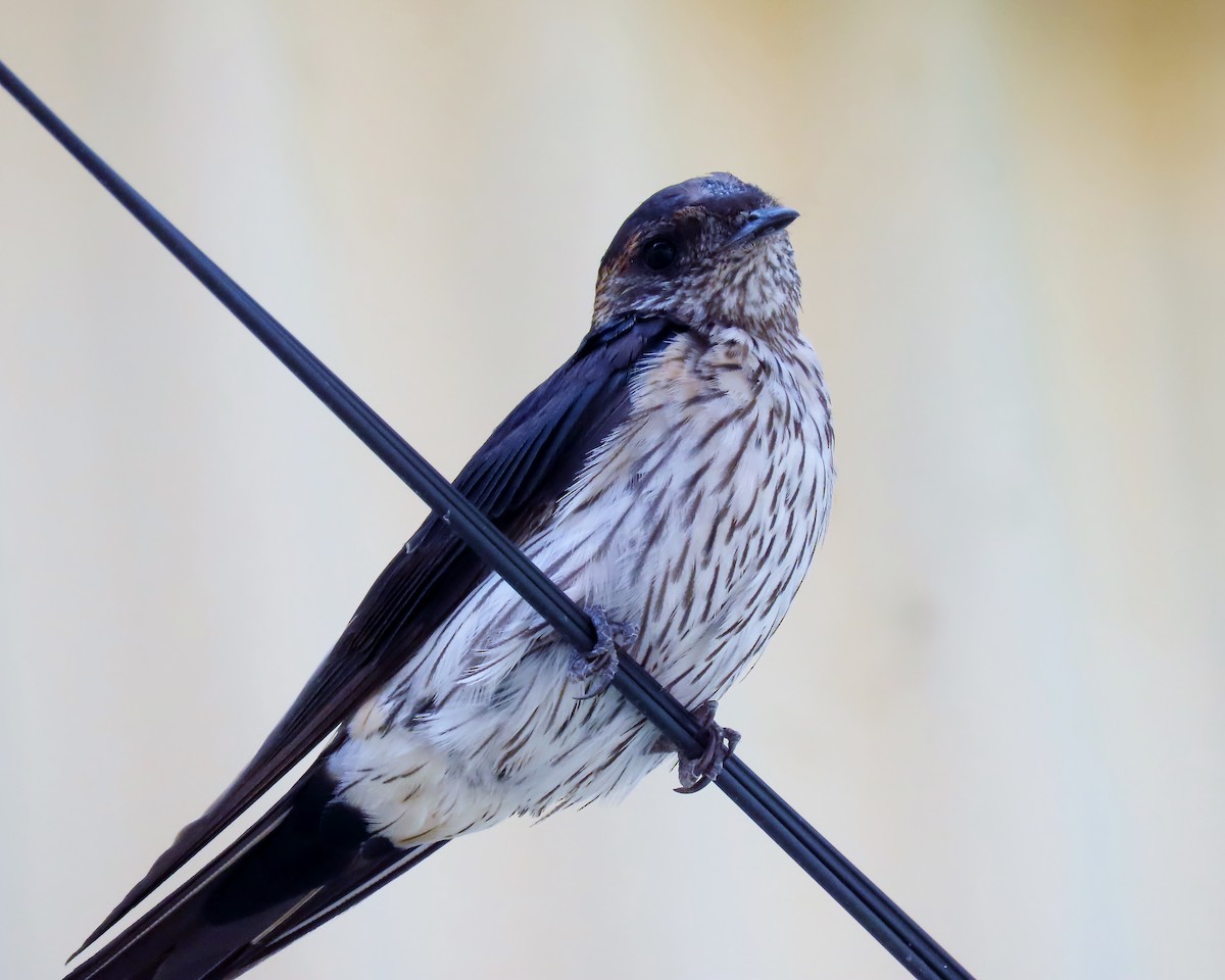 Eastern Red-rumped Swallow (Striated) - ML635000159