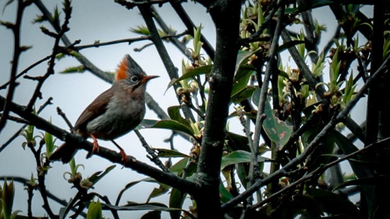 Rufous-vented Yuhina - ML635000275