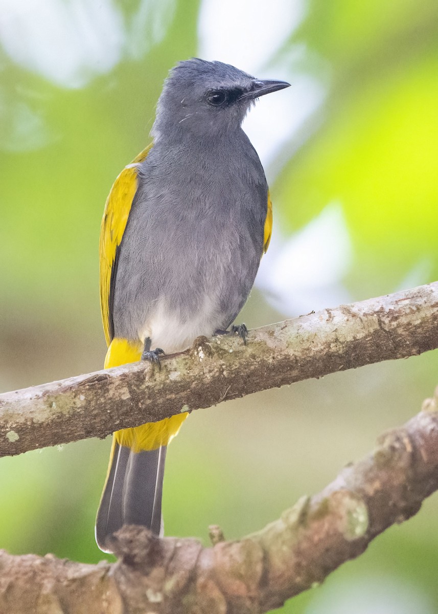 Gray-bellied Bulbul - ML635000343
