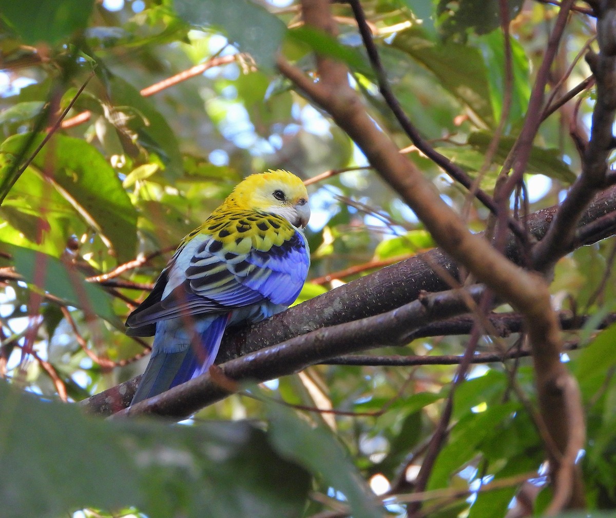 Pale-headed Rosella - ML635000394