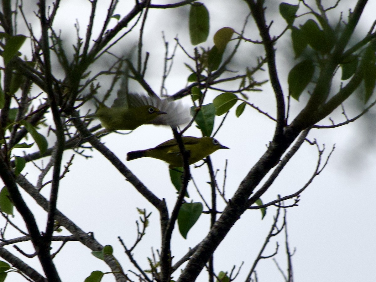 Lemon-bellied White-eye - ML635000447
